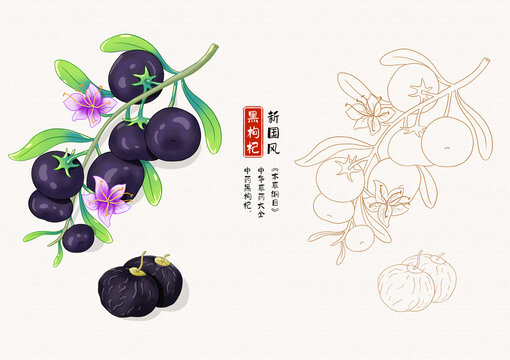 黑枸杞草药插画