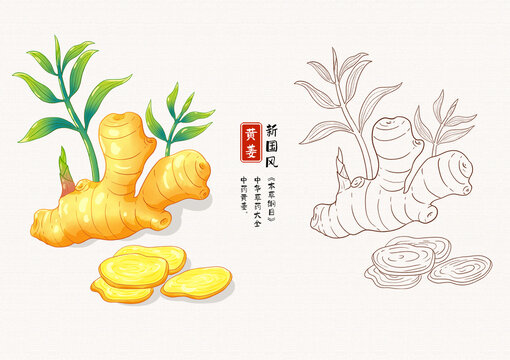 黄姜草药手绘插画