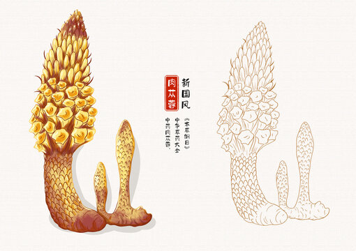 肉苁蓉草药插画