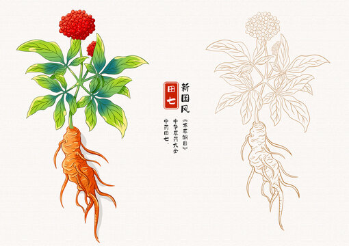 三七草药插画