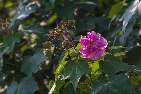 红色木芙蓉花