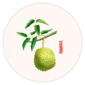 榴莲忘返