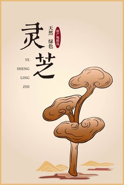 灵芝包装