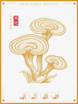 灵芝版画插画手绘