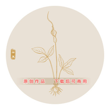 半夏线描