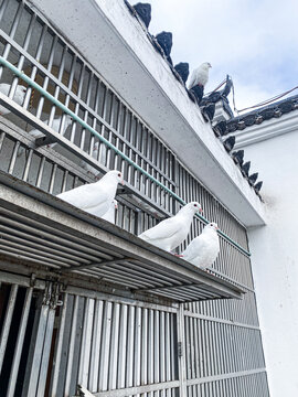 三只白鸽子