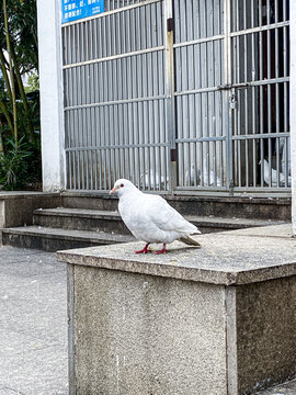 鸽子