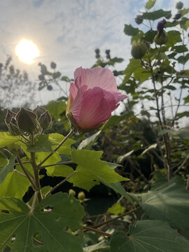 芙蓉花