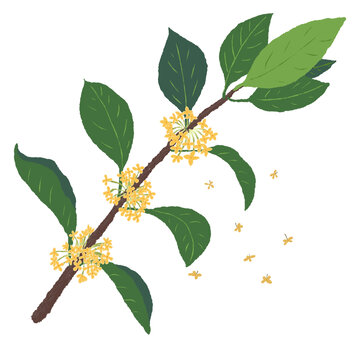 桂花