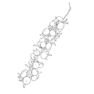 黑枸杞