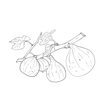 无花果