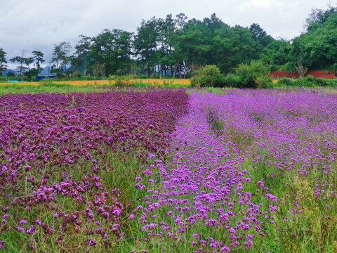 花卉种植