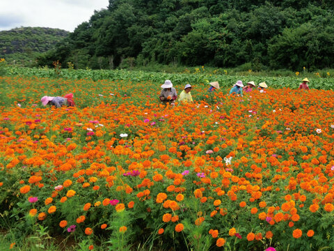 花卉采摘