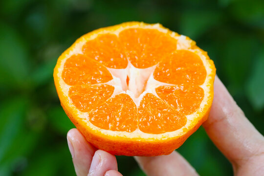 蜜桔