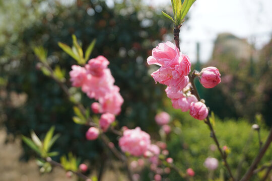 桃花