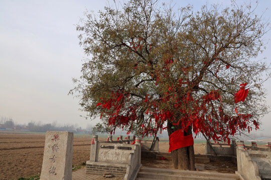 草桥古槐