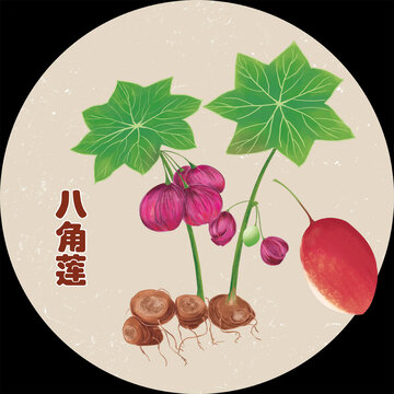 手绘中药八角莲包装插画