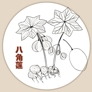 手绘八角莲线稿