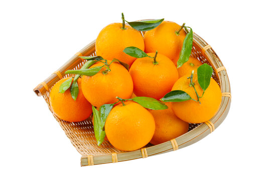 九月红橙