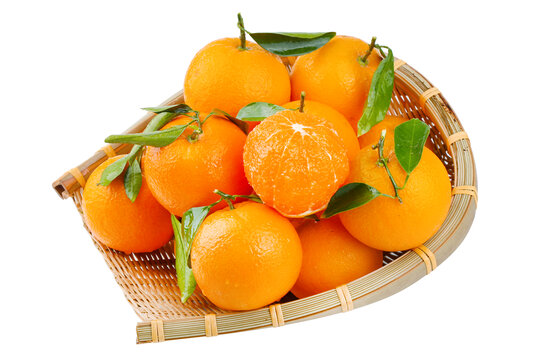 九月红橙