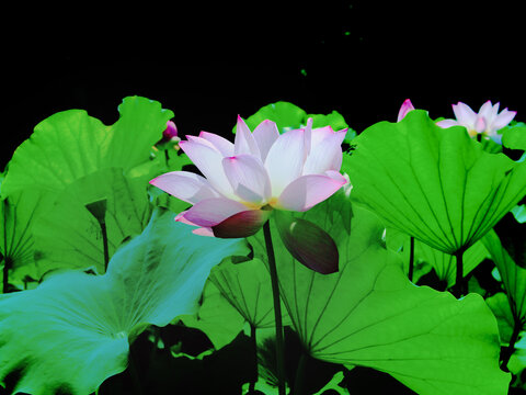 荷花