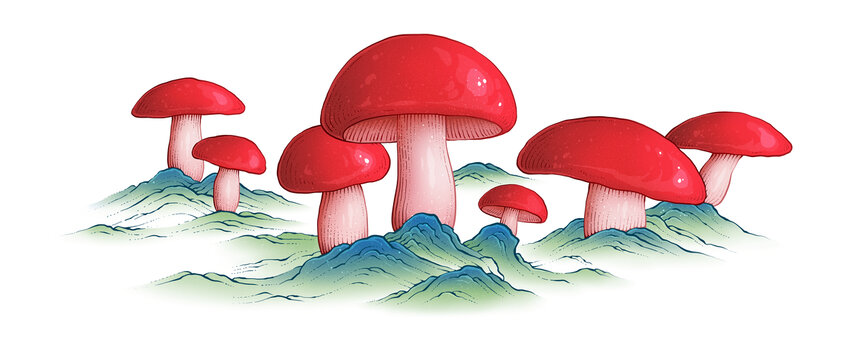 浦北红椎菌