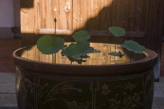 水缸养荷