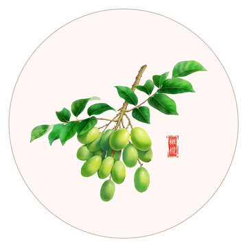 橄榄