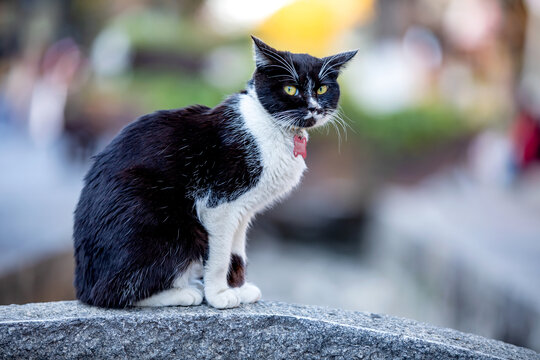 猫