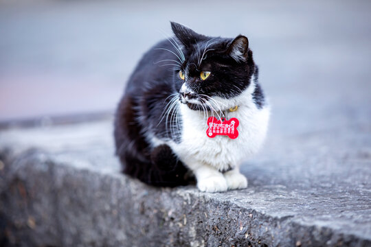 小猫