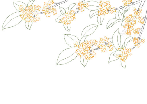 桂花