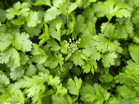 香菜花