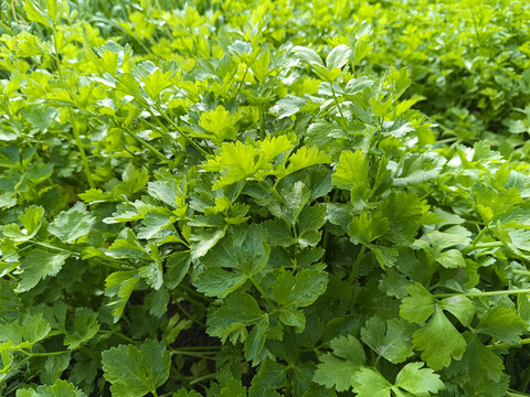 有机香菜