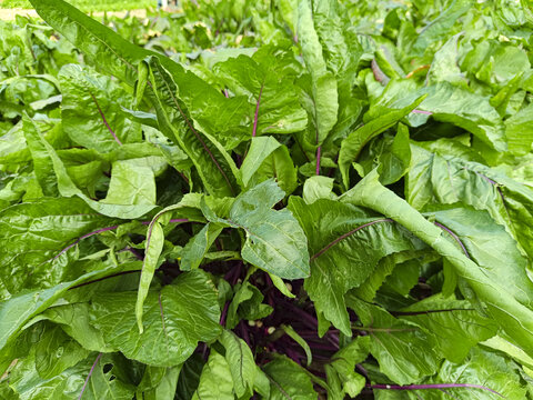 洪山菜薹