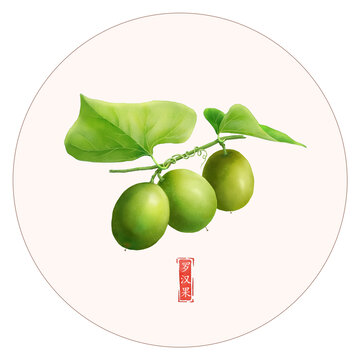 罗汉果