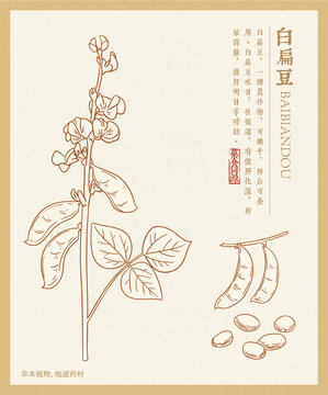 白扁豆