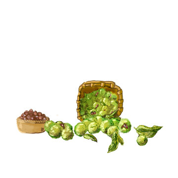 一堆栗子板栗素材卡通手绘水彩插画