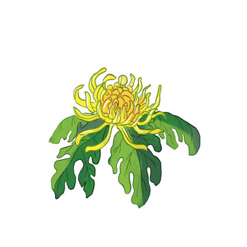 菊花植物水彩手绘茶壶