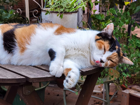 躺在桌上睡觉的猫咪