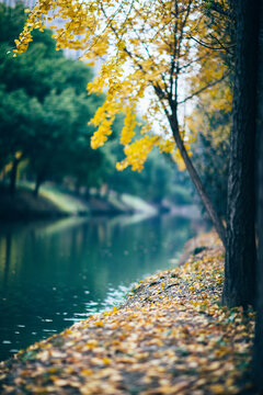 河边银杏