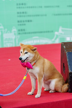 柴犬戴着粉色蝴蝶结可爱地坐在红地毯上