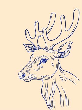 手绘鹿插画