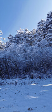 峨眉山下雪了
