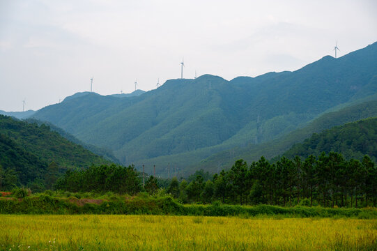 高山田野