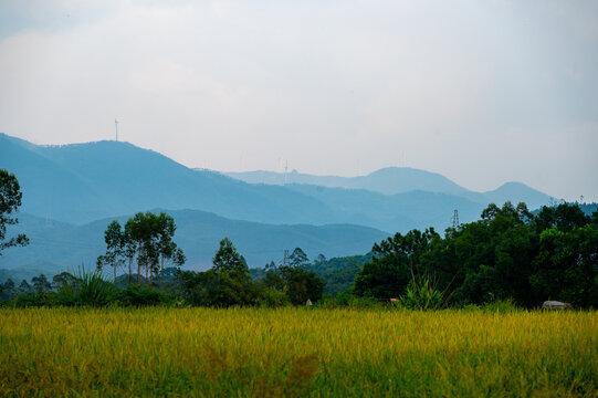 高山田野