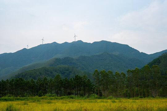 高山田野