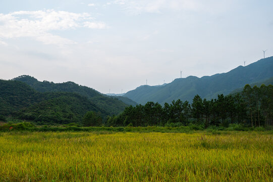 高山田野