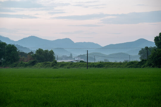 高山稻田朦胧美景