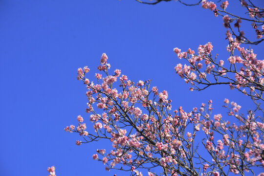 唯美梅花花枝