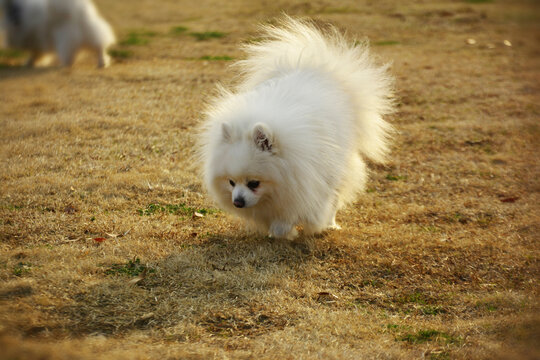 蓬松的博美犬